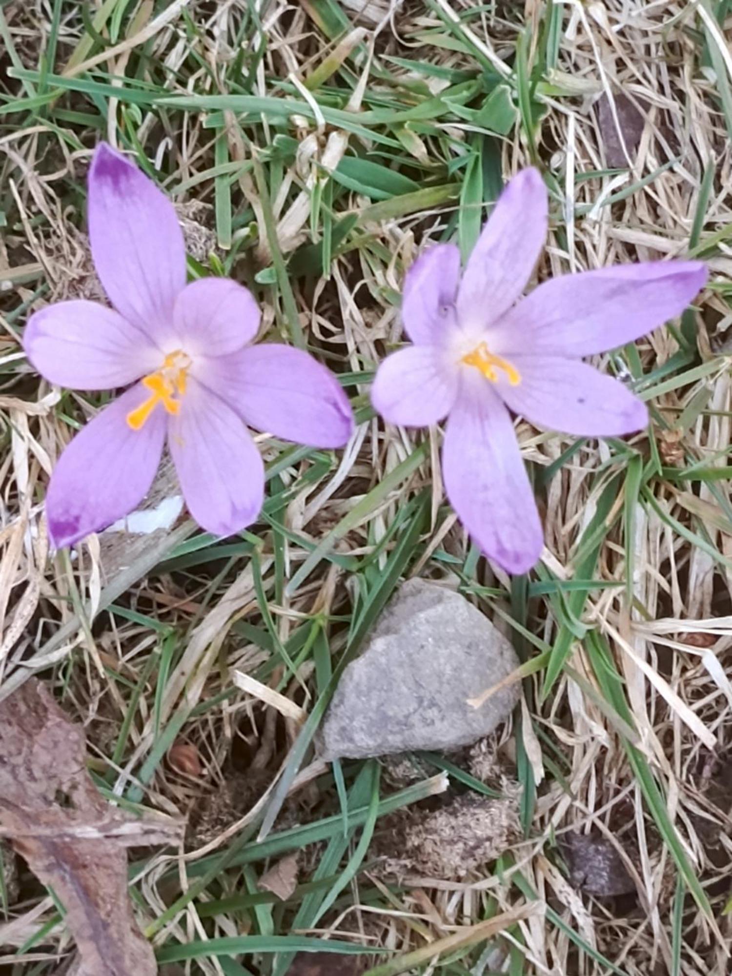 Gazdowka Na Mosornym Groniu Villa Zawoja Dış mekan fotoğraf